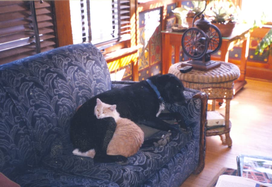 Winnie (blue collar) and Joey are part of the menagerie of Hiller’s animal companions who appear in her latest book. | Courtesy photo