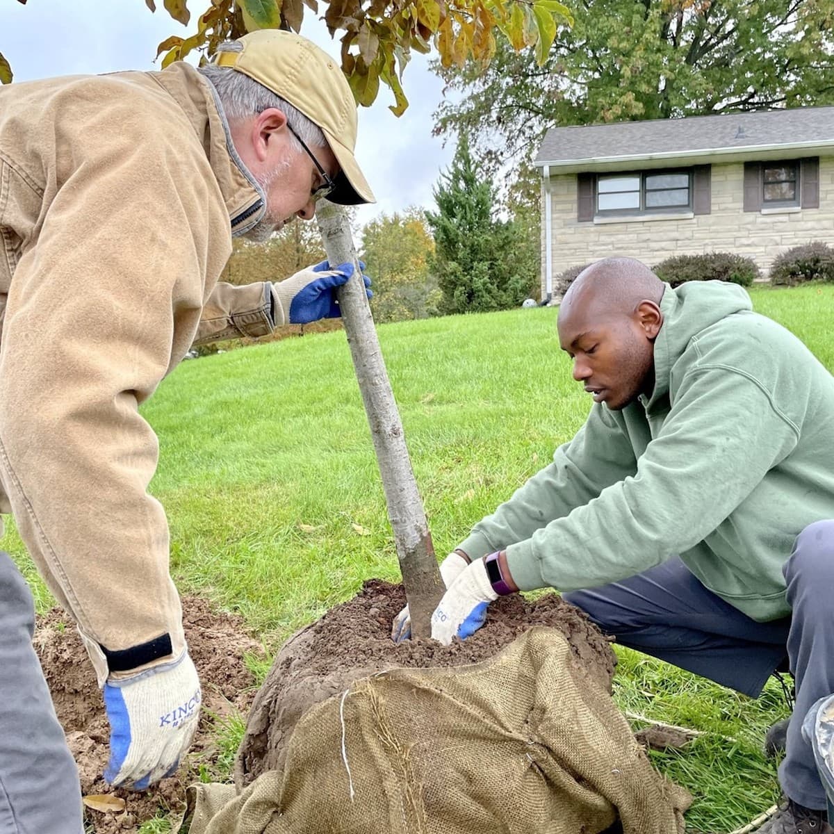 CanopyBloomington plants sizable trees (1-2” in diameter, 6-7’ tall), which are a better investment because they have a significantly higher survivability rate than tree saplings.