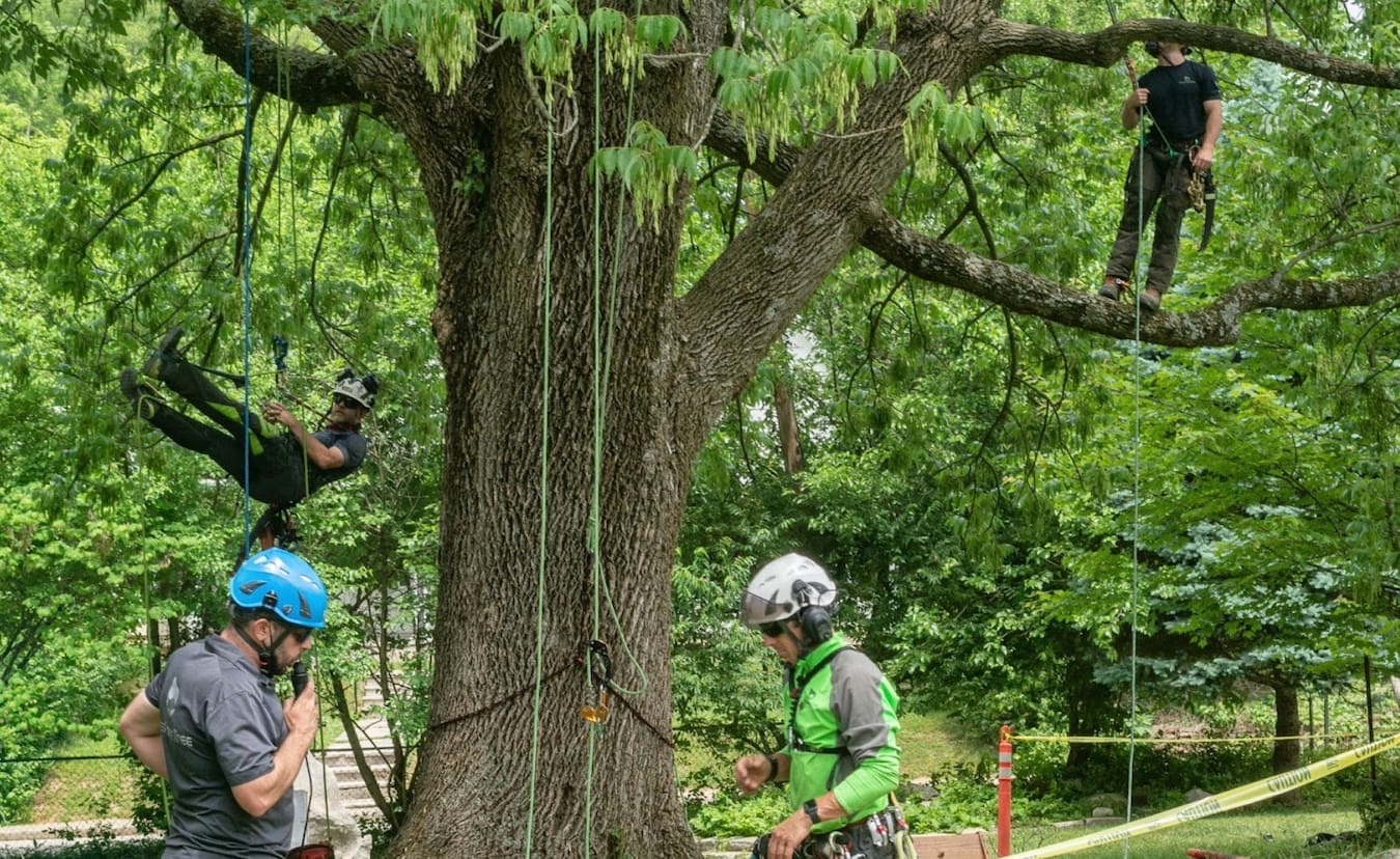 Like other tree service companies, Bluestone Tree specializes in overall tree health, pruning, and removal, especially after storms. But that’s just the start for this local company. Bluestone Tree has become a pillar of stewardship and tree care education in Bloomington and Monroe County. For example, when a beloved ash tree needed to be pruned on Harmony School’s property, Bluestone made an event of it through arborist demonstrations (above) where several of their arborists climbed into the tree using ropes and harnesses and talked about their procedures.
