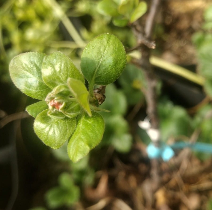 Chilling hours trigger fruit trees to express specific genes for metabolism necessary to reproductive processes. This occurs during bud break, or when new buds begin to open, as on this crab apple bud swell. | Photo by Jami Scholl