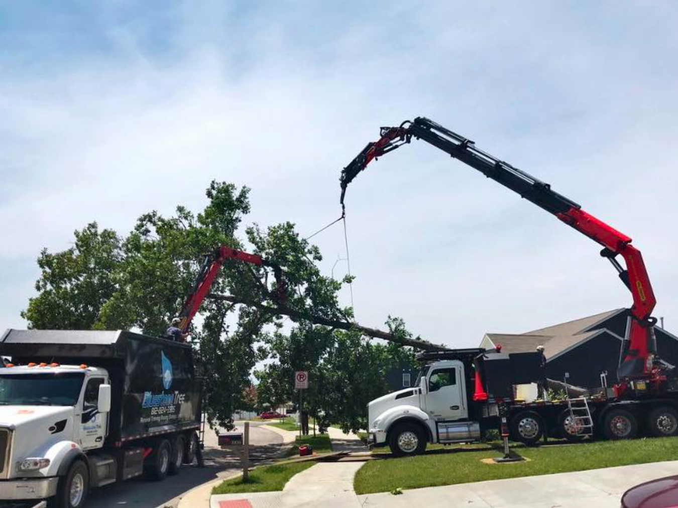 A crew from Bluestone Tree uses a crane to safely remove a large fallen tree after an emergency call from a homeowner.
