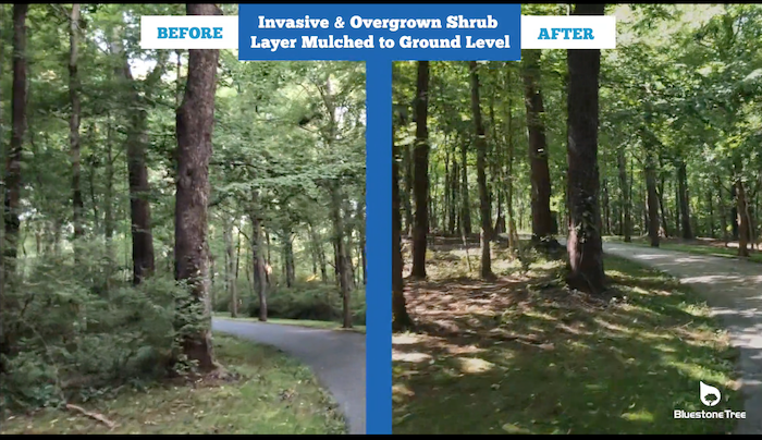 Invasive species removal and vegetation management are part of Bluestone Tree’s services. <a href="https://bluestonetree.com/portfolio/before-after-video-forestry-mulching-forestry-mowing/" target="_blank">Click here</a> or on the image to view a video of Bluestone’s work managing Asian bush honeysuckle on a private landowner’s property.