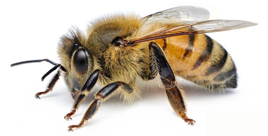 Honey bee | Photo by <a href="https://www.flickr.com/photos/oragriculture/14660891039" target="_blank" rel="noopener">Thomas Shahan, Oregon Department of Agriculture</a>, <a href="https://creativecommons.org/licenses/by-nc-nd/2.0/" target="_blank" rel="noopener">CC BY-NC-ND 2.0</a>