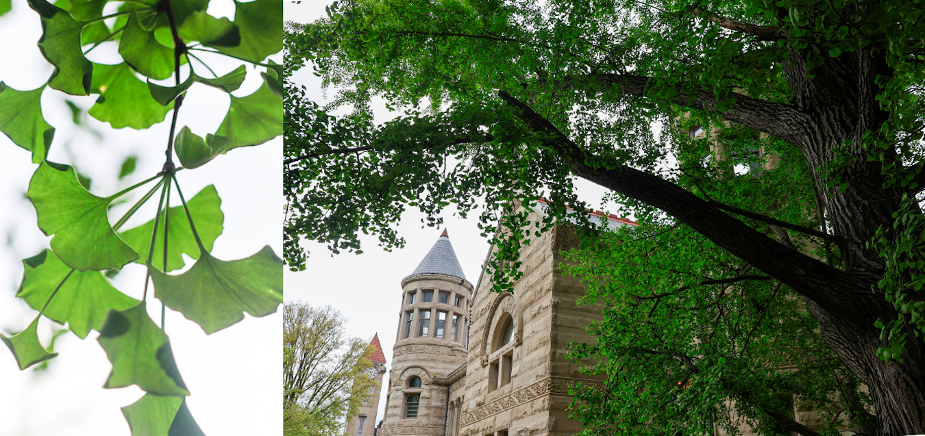 (left) Closeup of the leaves of a ginkgo tree. (right) A female ginkgo tree next to Maxwell Hall. | Photos by Jeremy Hogan