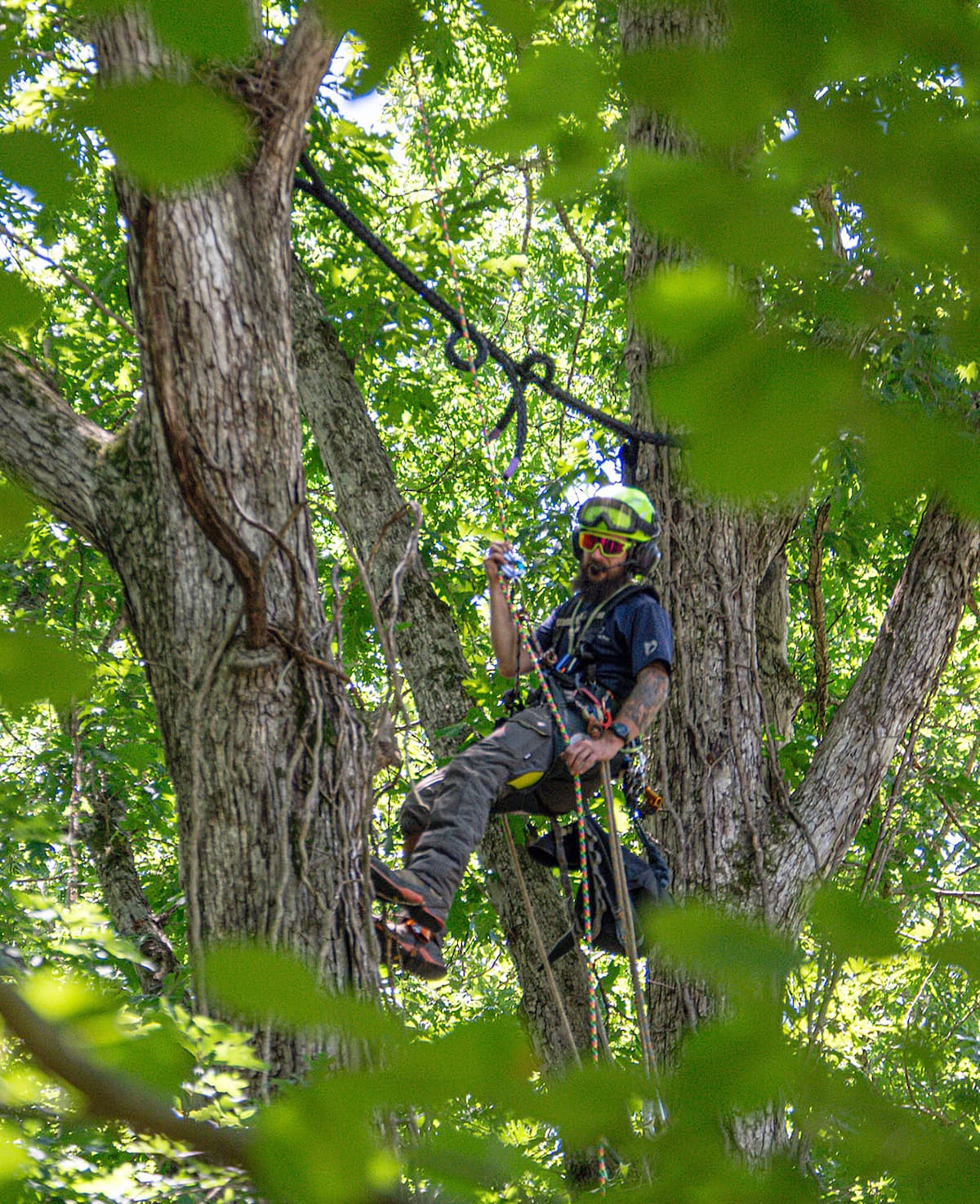 Managing mature trees is just as important as planting new trees in sustaining our urban canopy for future generations. Above, an ISA Certified Arborist from Bluestone Tree descends a tree after installing a flexible bracing system in a double trunk tree.