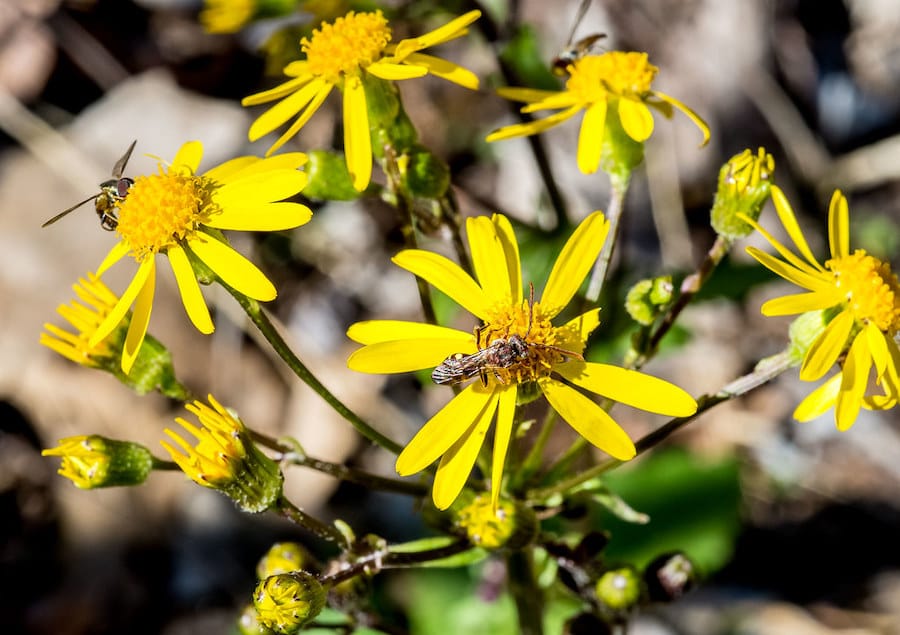 The expanded wilderness area will save thousands of acres of precious wildlife habitat and protect Lake Monroe water quality, said Jeff Stant. | Photo by Steven Higgs