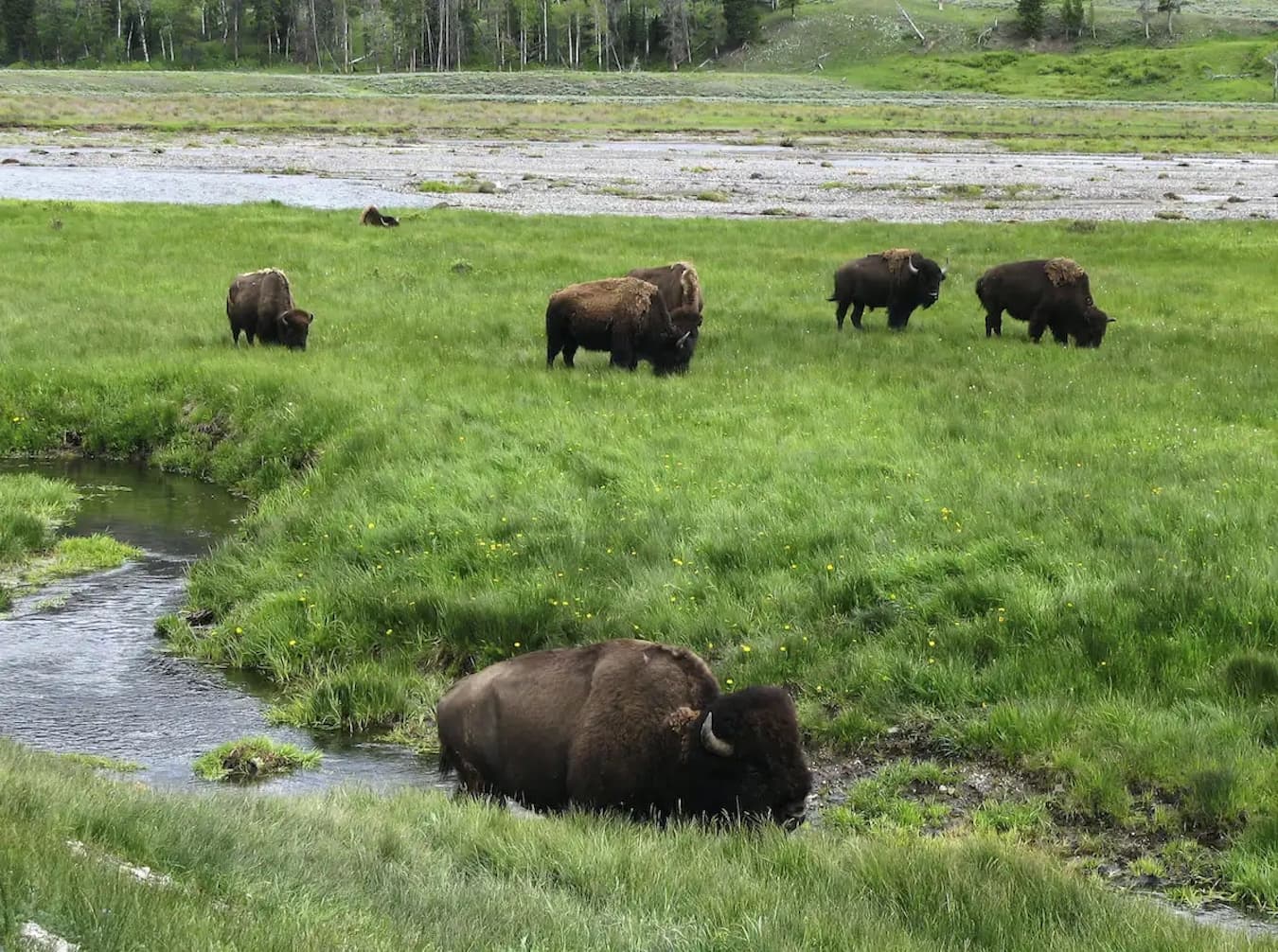 Bison are a major attraction for visitors at Yellowstone National Park. | <a href="https://newsroom.ap.org/detail/YellowstoneBisonEncounters/ab14e1b88dc140ce94e260a6f2f1f5af/photo?Query=bison yellowstone park&mediaType=photo&sortBy=&dateRange=Anytime&totalCount=448&currentItemNo=16&vs=true" target="_blank">AP Photo/Robert Graves, File</a>