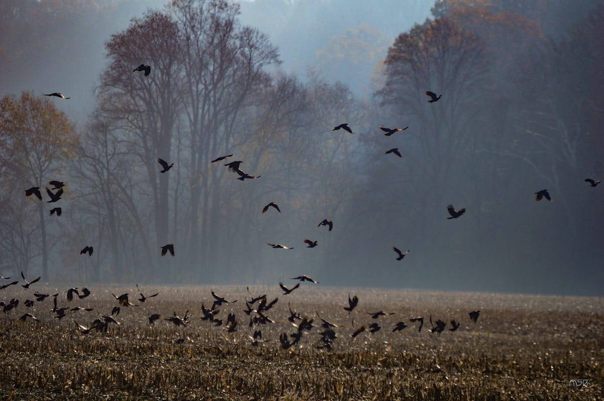 Crows in the cornfield — I had been looking for more side roads that would possibly have a group of crows flocking. There was just a bit of fog to add to the mood. The sound they were making made me pause as not to get too close. The fall colors and recently plowed field gave me what I was looking for.