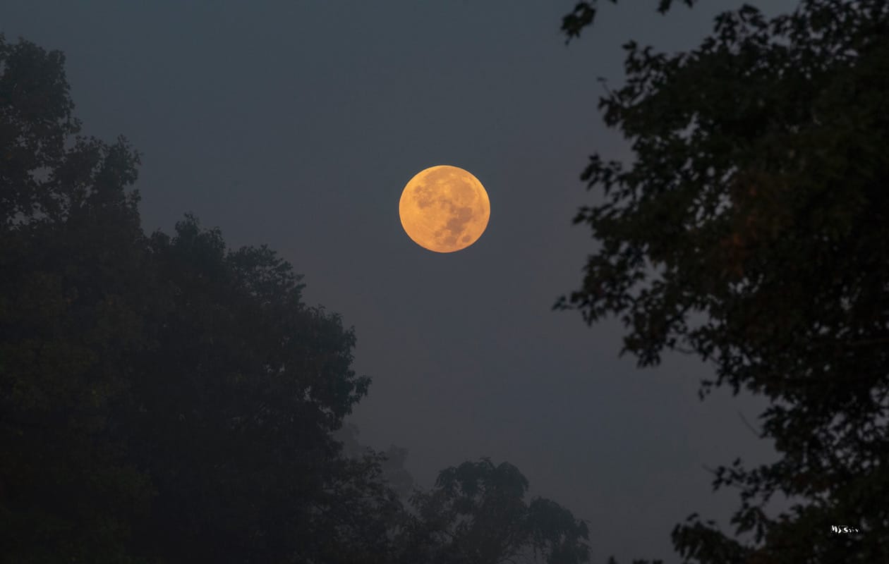 Harvest Moon — This was taken from my driveway. It was still dark out when I began shooting. I followed it down through the trees as the color became very ominous in the sky. The sun was just beginning to rise. Tunnel Road, Unionville, Indiana