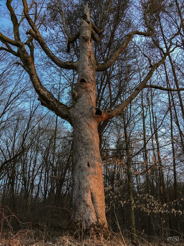 Singing Tree — I had driven by this tree so many times trying to get a better look. I knew one day when the light was right I would stop for a picture. The tree was on a curve so it was difficult to really look at it. It stood out to me and I tried to capture it the way it would me driving by. The tree is on State Road 45 near the entrance to the Trevlac nature preserve.