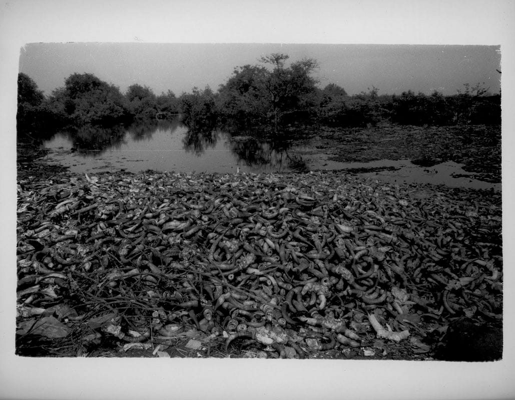 Cornes de Vache (Cow Horns), Conakry, Guinea, 2009, Gelatin Silver Print. The unused parts of cattle are sorted into piles by the river, where they will remain.