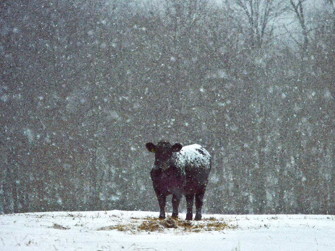 Calf in snow — I looked out my window and could see that the snow was going down thick. I grabbed my camera and made my way to the farm in my neighborhood. The calf in the field was staring at me as if they weren’t happy about it. There were other cows close by but I cropped it to enhance the feeling. I was happy a small amount of their breath came out in the shot.
