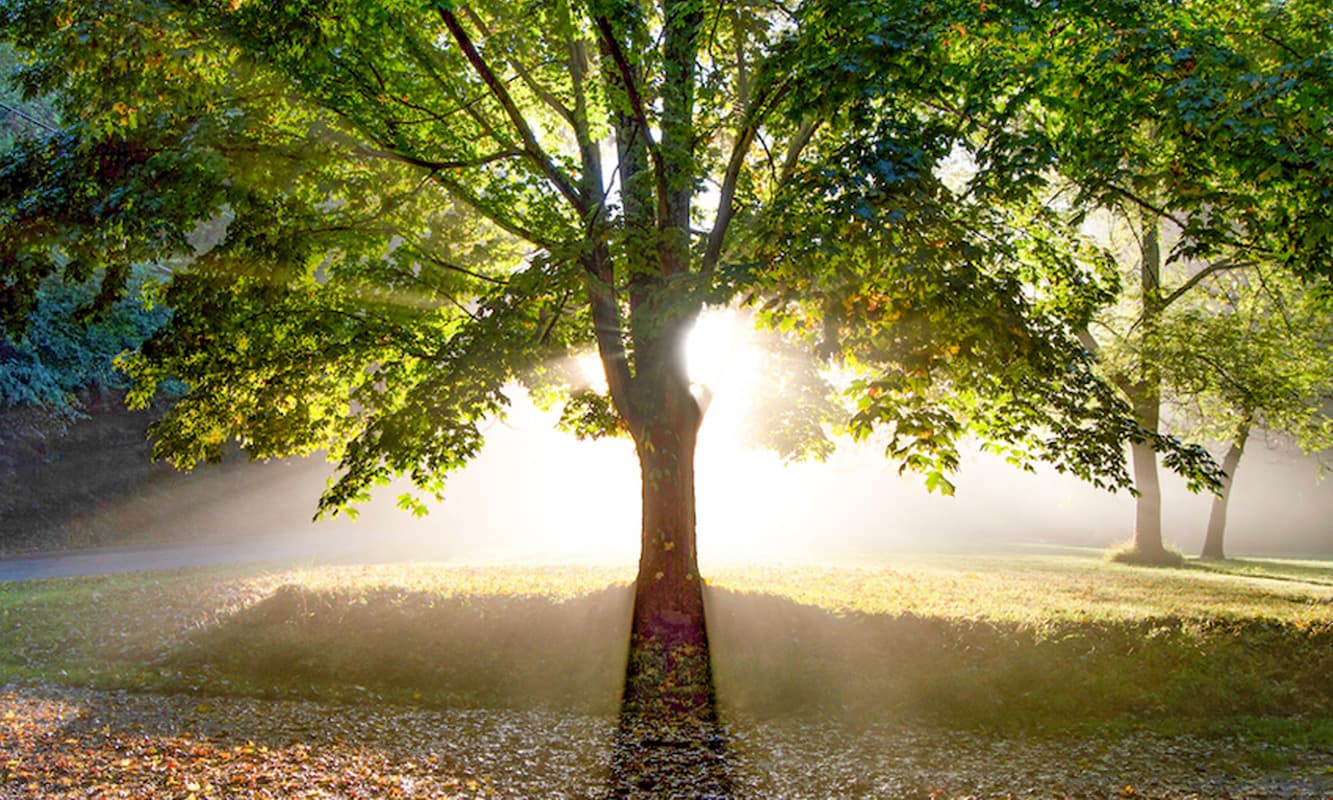 Tunnel Road — I was driving up and down the road I live on trying to get a good shot of the morning fog with the sunrise. This tree stood out and the angle was just right to get the rays shining through the limbs. I was happy that even the leaves falling in the shadow came out. I could hear them landing around me.