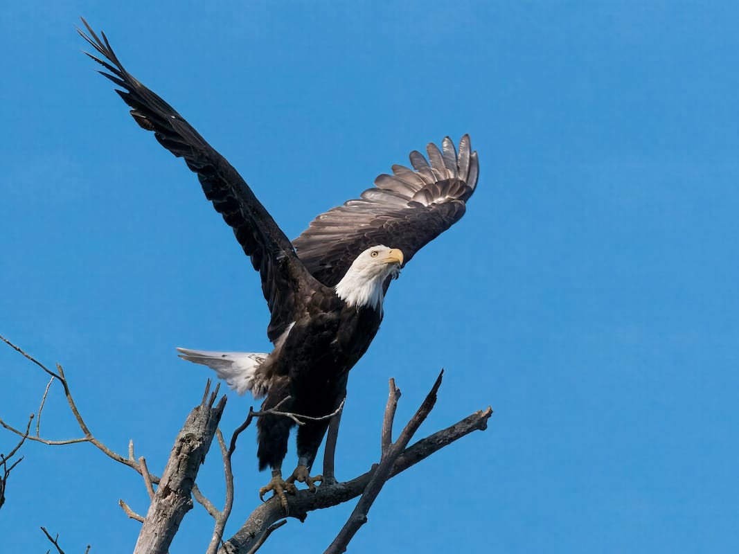 This is the last known photo of [Bald Eagle] C43. I took it 10/18/2018. She was the oldest bald eagle ever known to be on Monroe Lake, but I didn’t know that when getting the shot, because reading the tag on her leg required a lot of luck and magnification. I followed her for an hour and then sat in my kayak with camera pointed almost straight up (she was at the top a tall tree) for forty minutes waiting for a takeoff shot. Not sure I could have done it with a much heavier camera. And I could have sat in a blind for twenty years without ever seeing her.