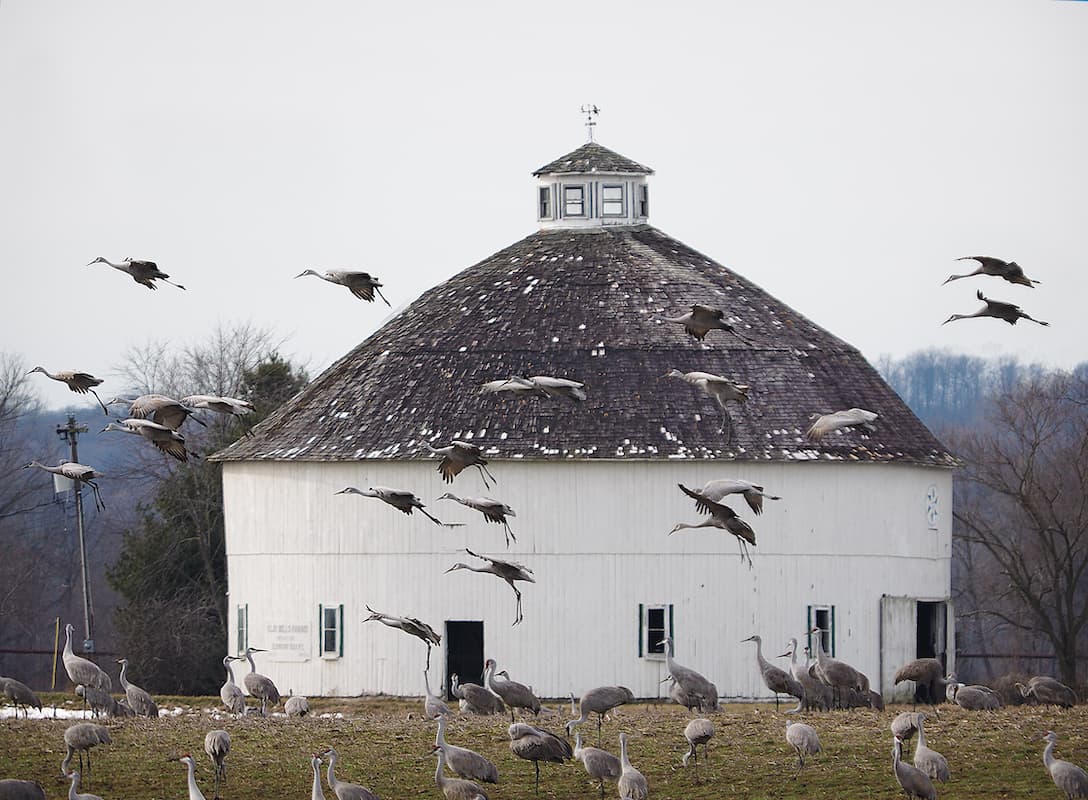 Read the signs and stay on the move. I was about to give up on sandhill cranes that day at Brownstown, but I saw three flying away and figured I may as well see where they were headed. This is what I found after a ten-minute drive — the Medora round barn with hundreds of sandhills landing around it. This happened one day only. They never returned there, and the barn is now demolished.