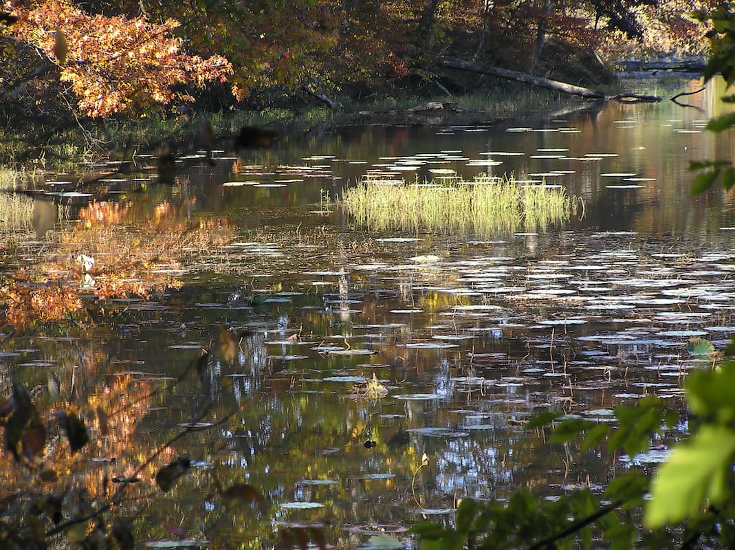 TAKE THE SHOT. I hiked past this spot on Yellowwood hundreds of times after this but never found conditions even remotely similar to this Monet layout. Light, vegetation, and water height never came together in this way again. And I love the shot. If I’d waited for another day….