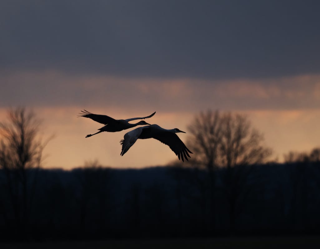 The sandhills were settling for the night. I had to figure which of their spots would give me the silhouettes I wanted. Brownstown.