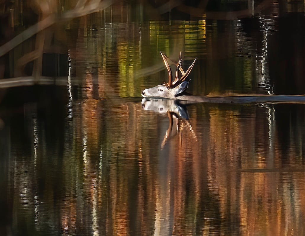 Again, both cameras. I was looking for fall color (short lens) at Yellowwood State Forest, when this guy swam by. The only time I've seen a swimming deer there.