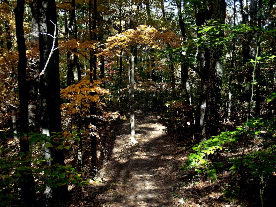 Dramatic light at midday. Emerging from deep shade into full sunlight.