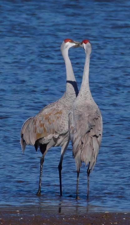 Sandhill cranes are the stars of Marsh Madness. | Photo by <a href="https://www.pexels.com/photo/sandhill-cranes-standing-by-the-water-30070603/" target="_blank">A. G. Rosales</a>